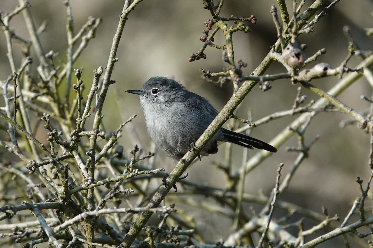 California Gnatcatcher - ML625138328