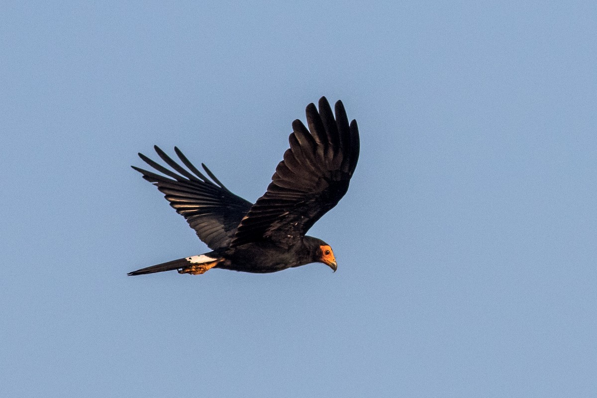 Black Caracara - ML625138653