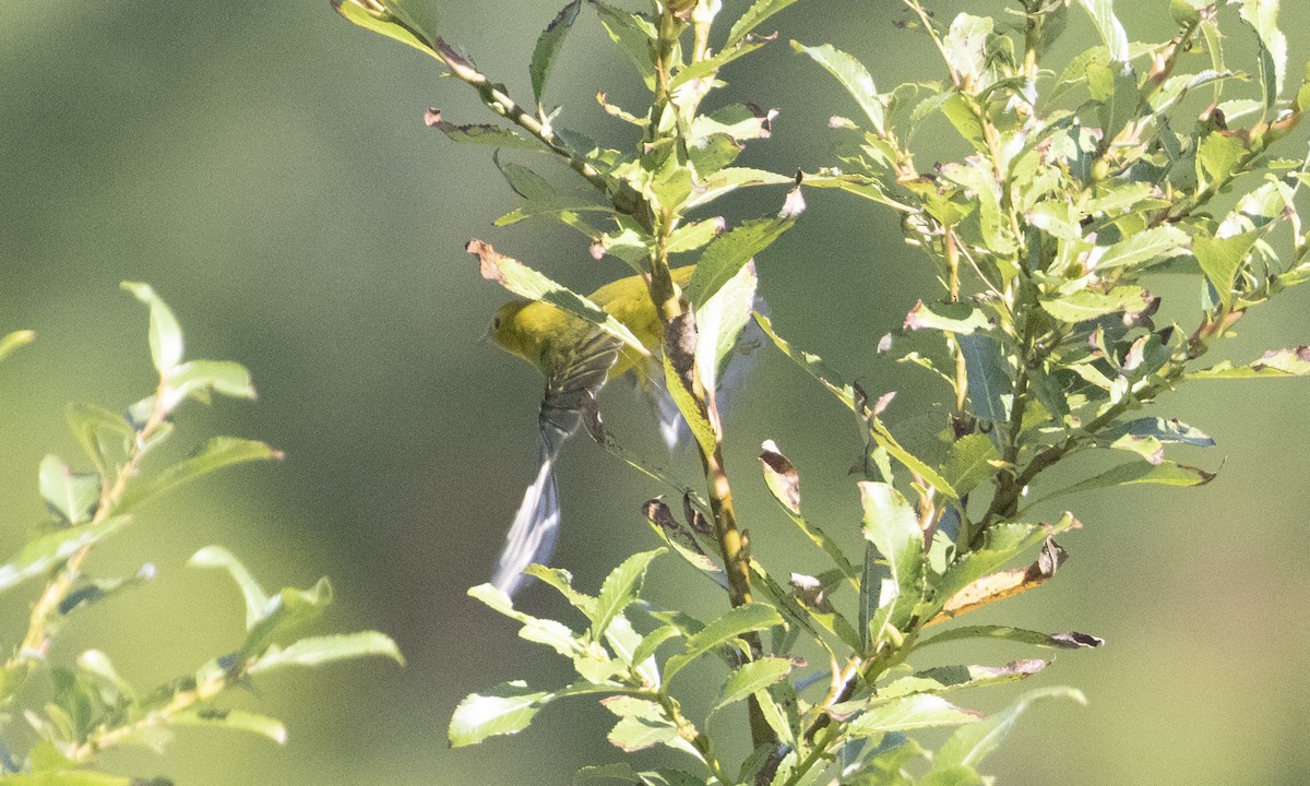 Wilson's Warbler - ML625138837