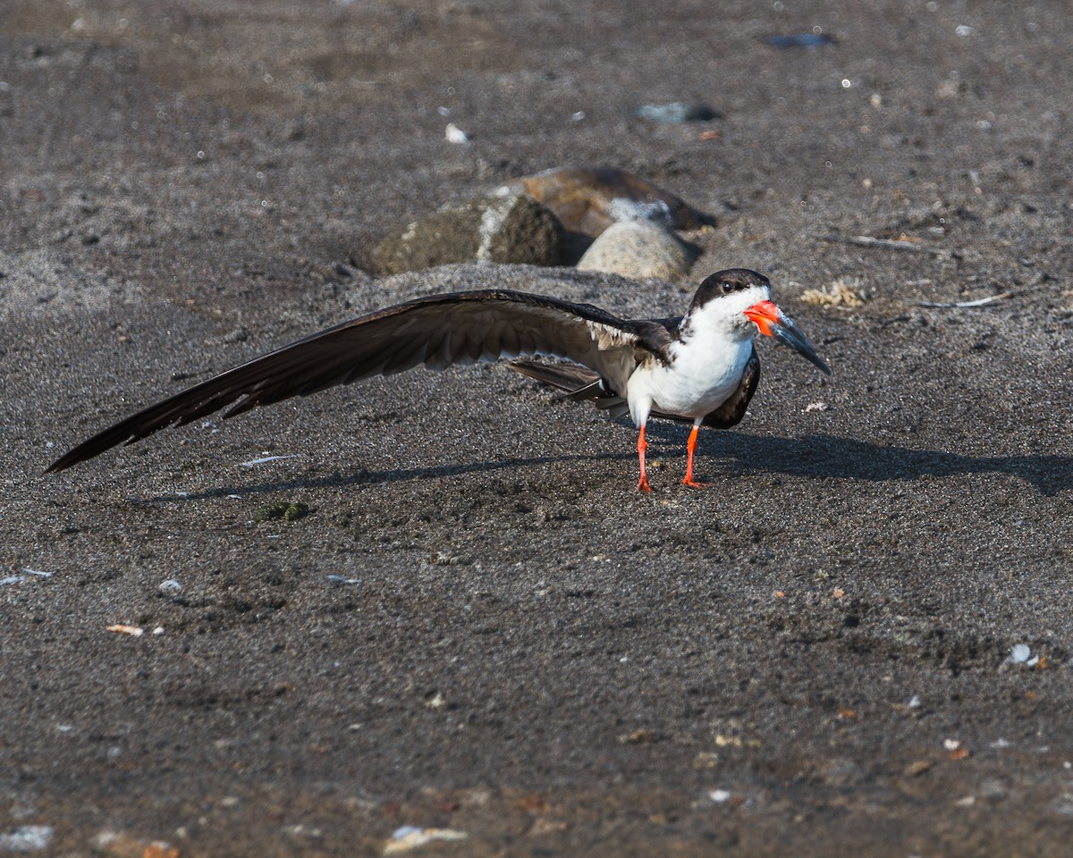 Black Skimmer - ML625138907