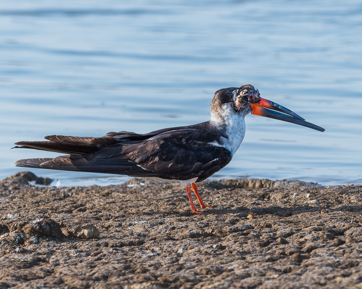 Black Skimmer - ML625138908