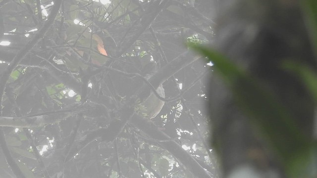 Slaty-backed Forest-Falcon - ML625139079
