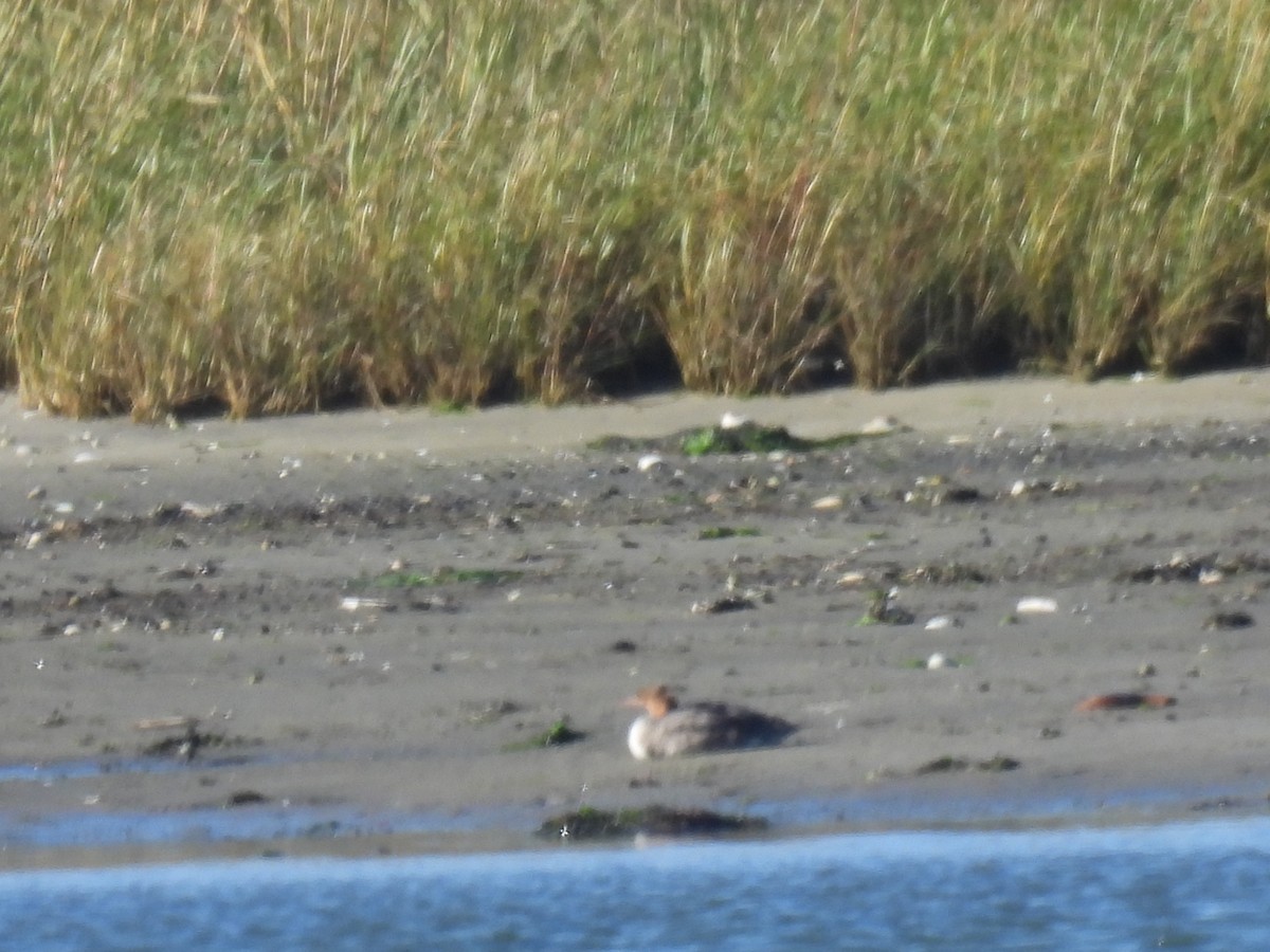 Сэвгэр бохио - ML625139261