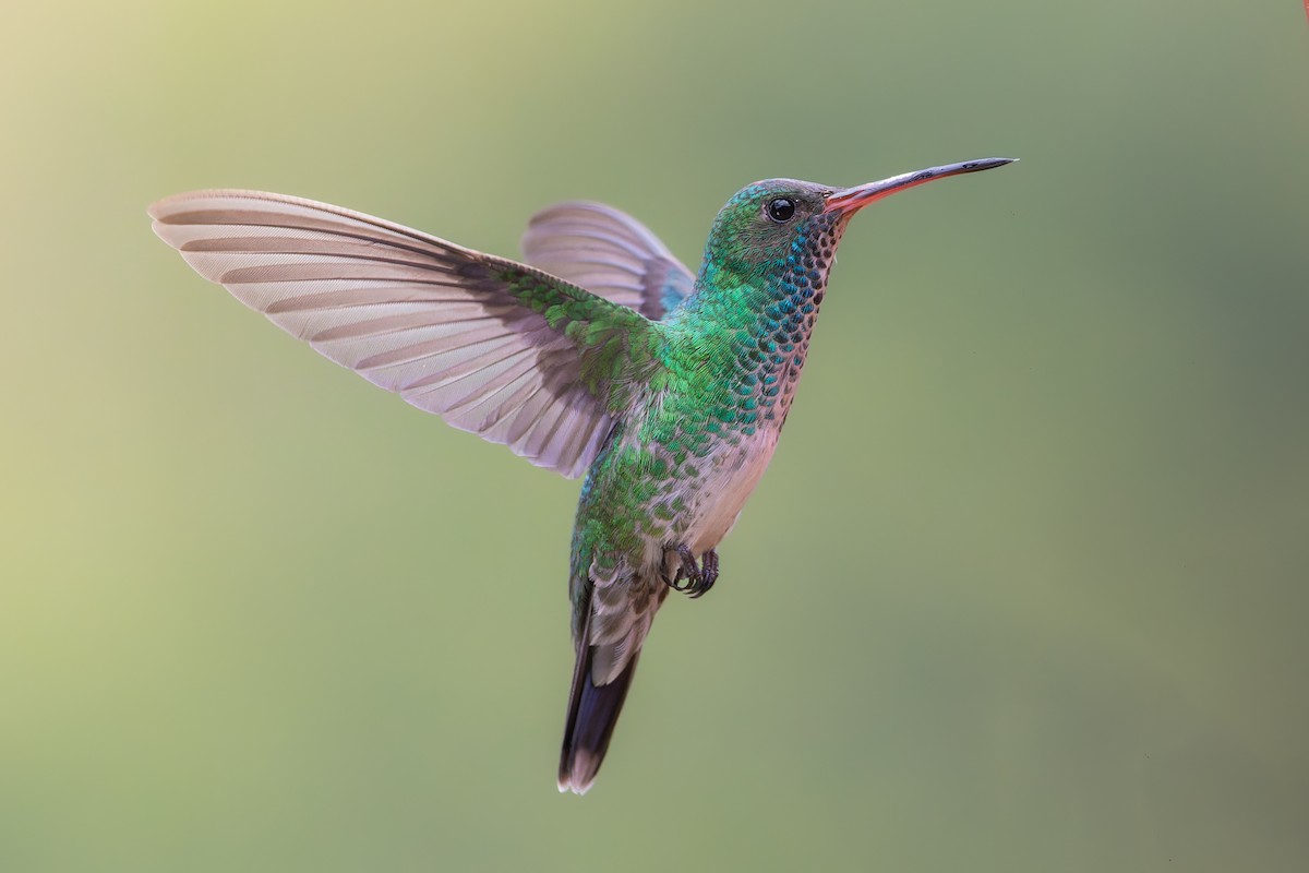 Blue-headed Sapphire - ML625139274