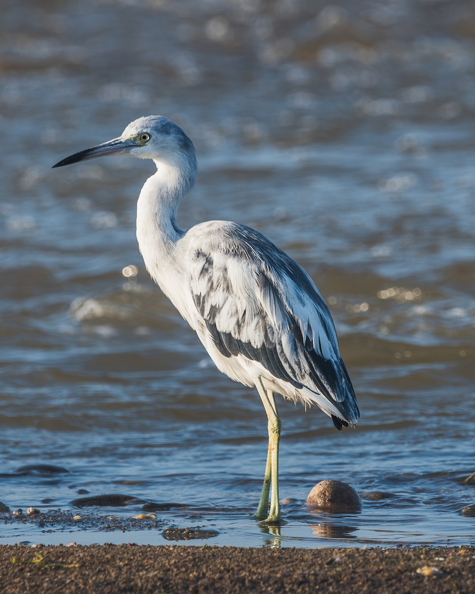 Little Blue Heron - ML625139317