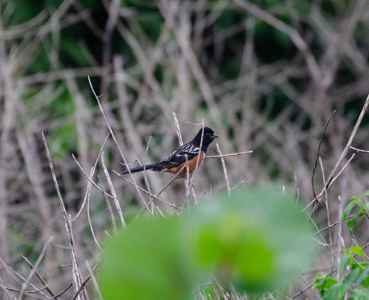 Spotted Towhee - ML625139375