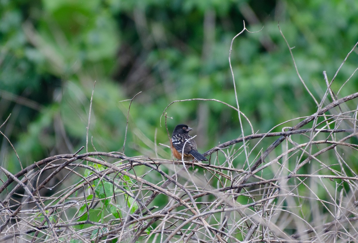 Spotted Towhee - ML625139379