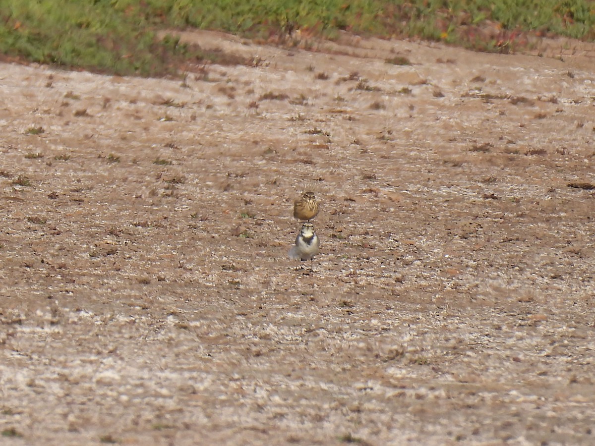 White Wagtail - ML625139486