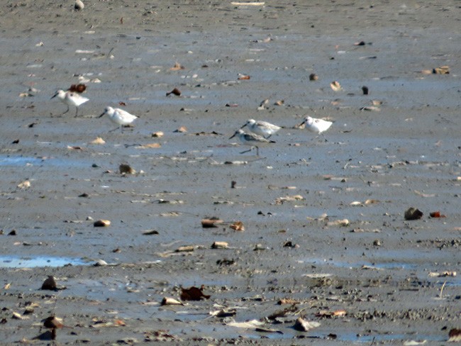 Гурвалж элсэг - ML625139616