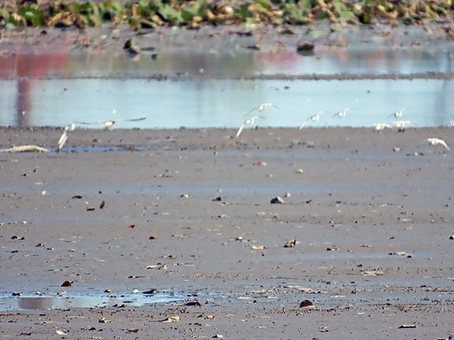 Гурвалж элсэг - ML625139622