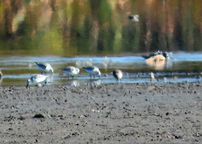 Гурвалж элсэг - ML625139629