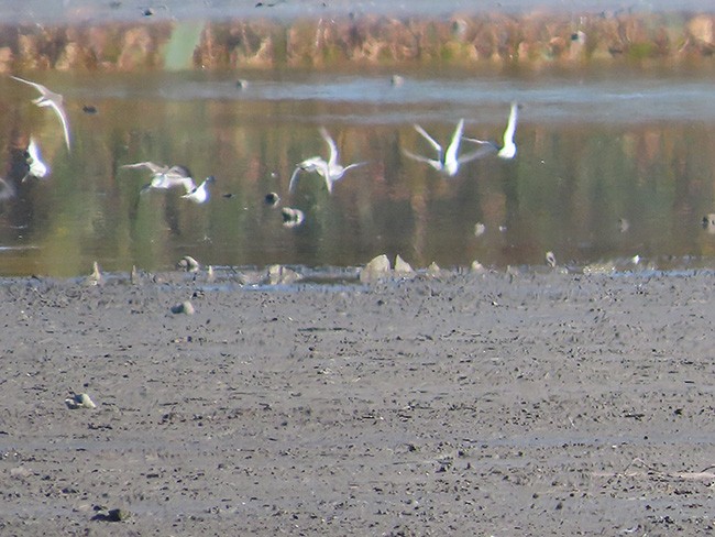 Гурвалж элсэг - ML625139638