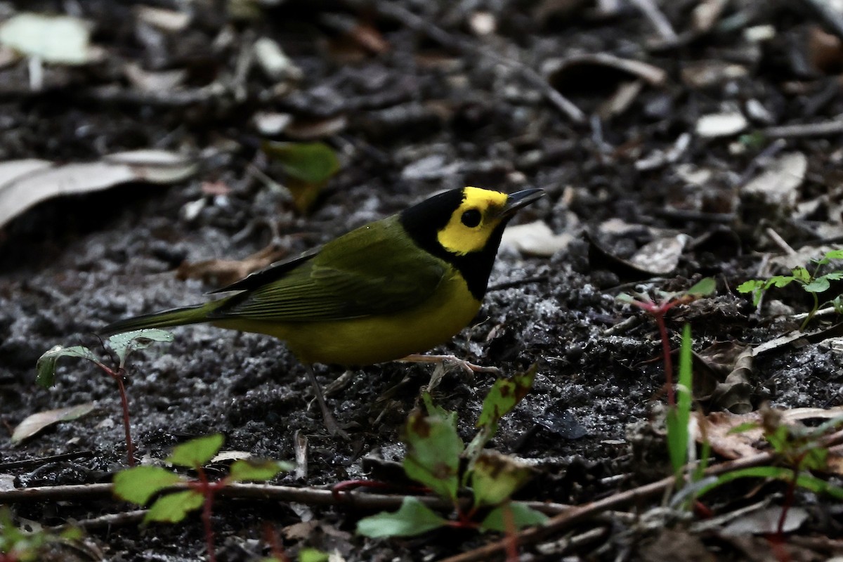 Hooded Warbler - ML625139729