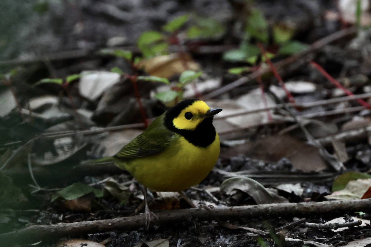 Hooded Warbler - ML625139732
