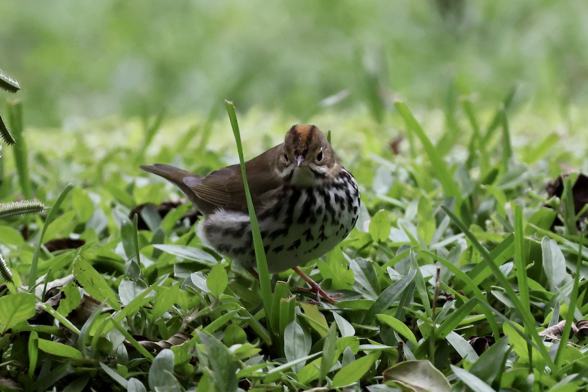 Ovenbird - ML625139734