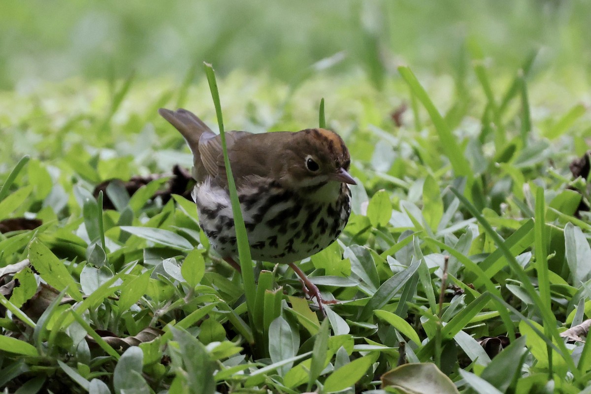 Ovenbird - ML625139755
