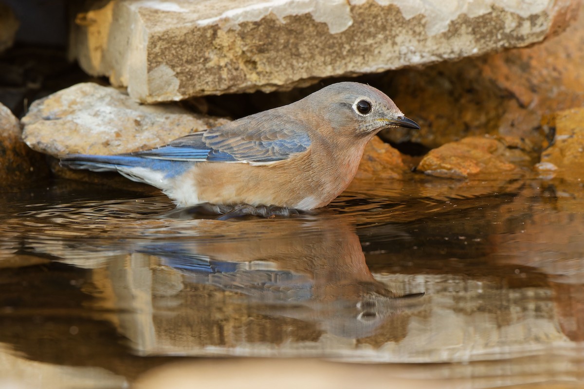 Eastern Bluebird - ML625139869