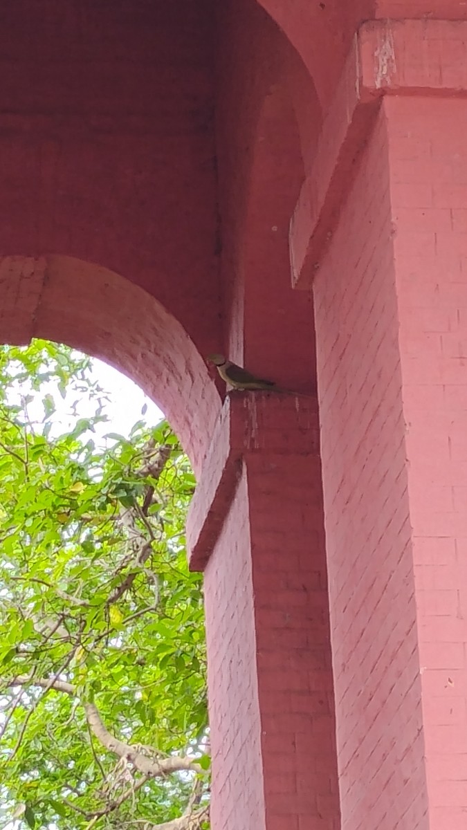 Alexandrine Parakeet - ML625139871
