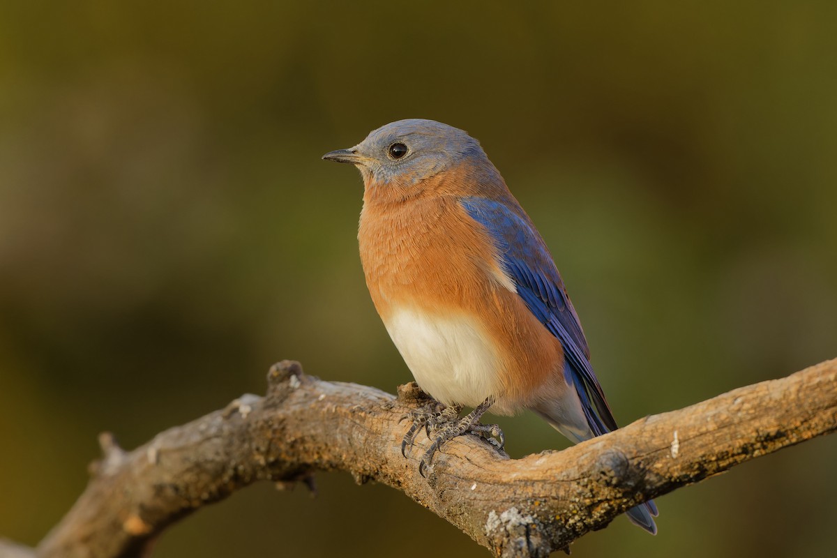 Eastern Bluebird - ML625139878