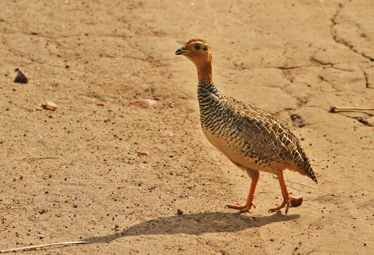 Coqui Francolin - ML625139910