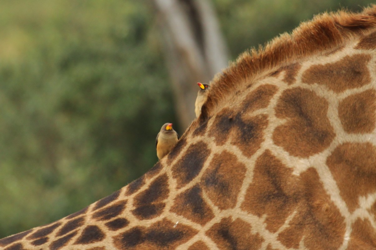 Yellow-billed Oxpecker - ML625139915