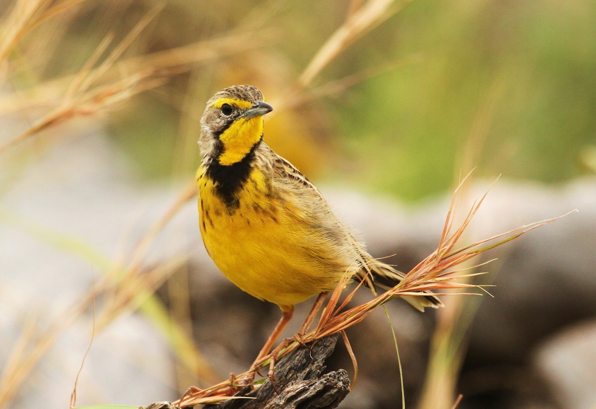 Yellow-throated Longclaw - ML625139925