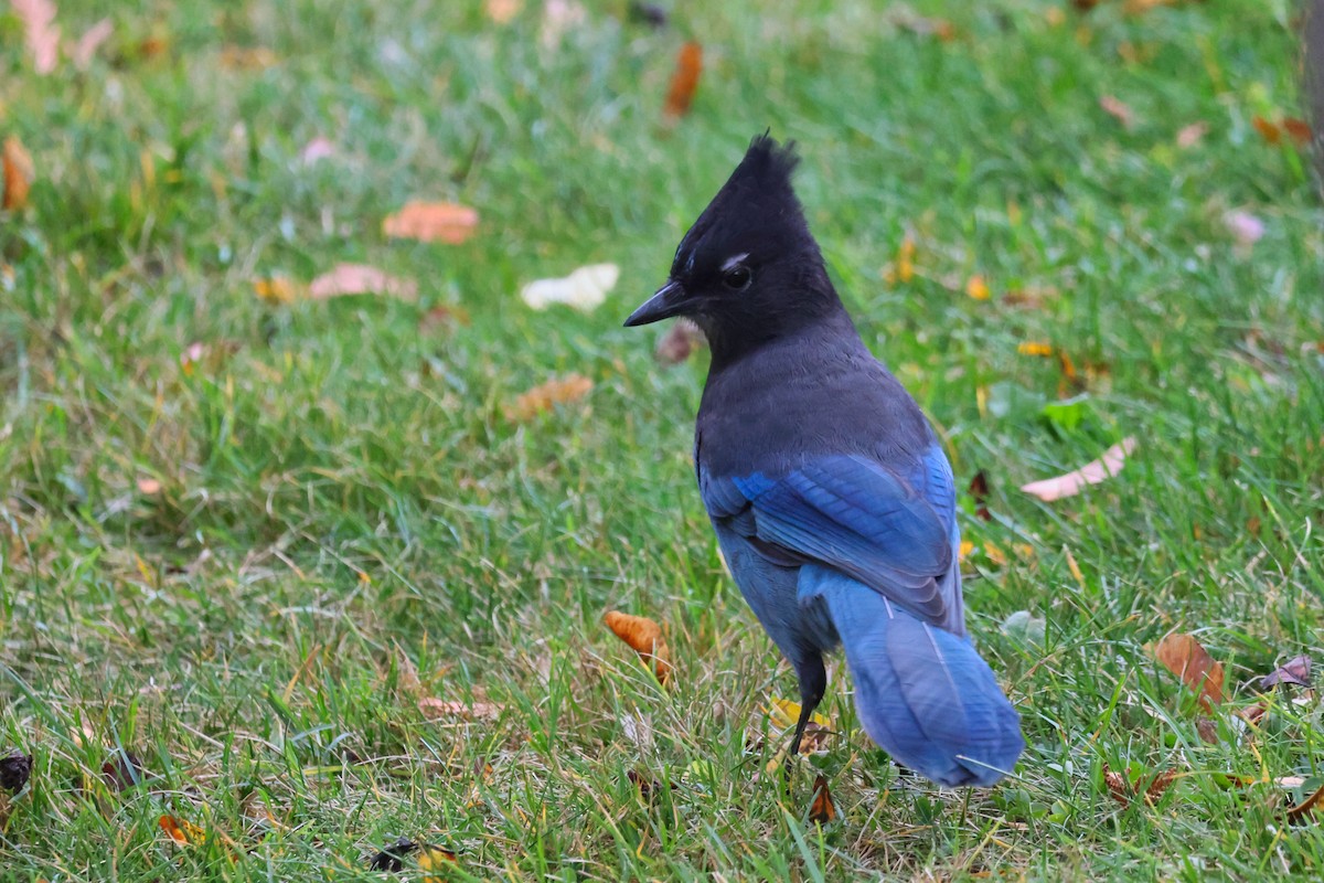 Steller's Jay - ML625139927