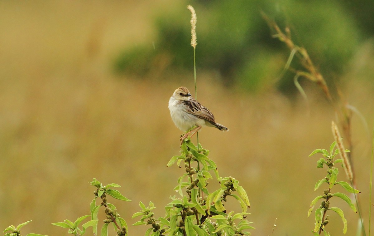 Pectoral-patch Cisticola - ML625139937