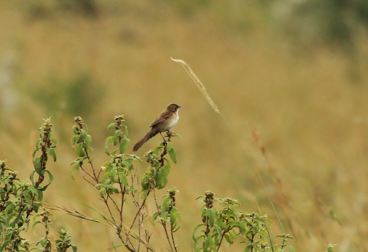 Fan-tailed Grassbird - ML625139955