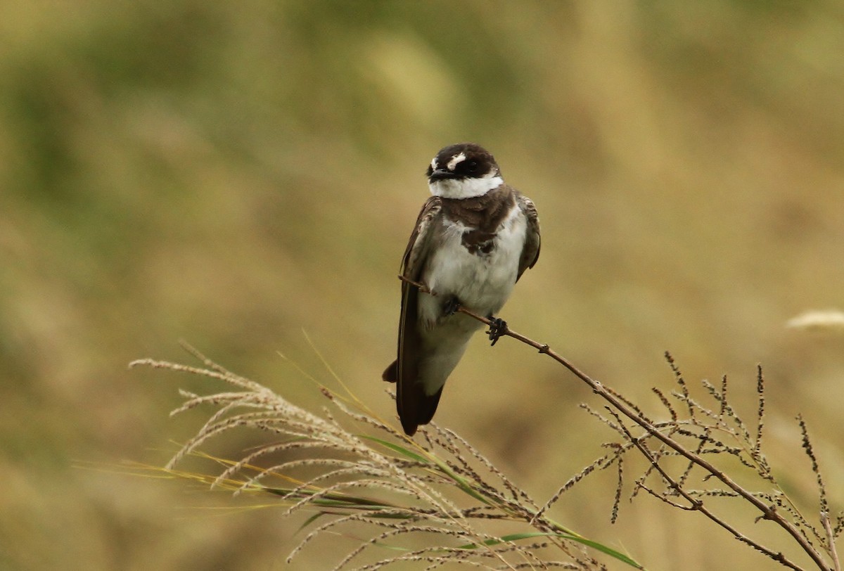 Banded Martin - ML625139961