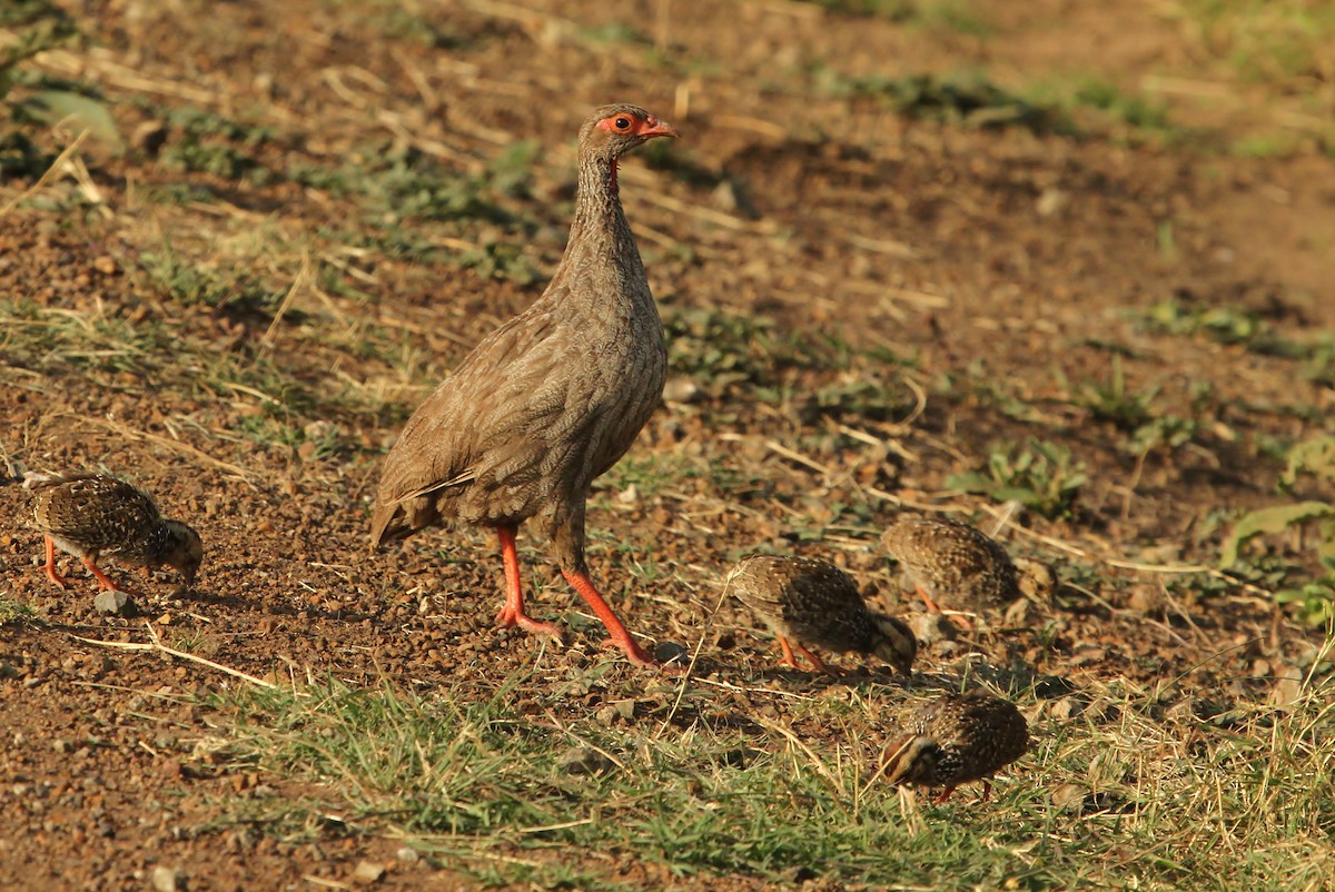 Red-necked Spurfowl - ML625139971