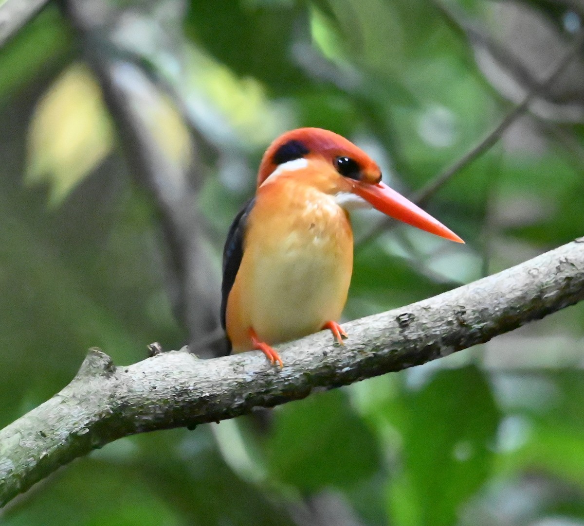 Black-backed Dwarf-Kingfisher - ML625139999