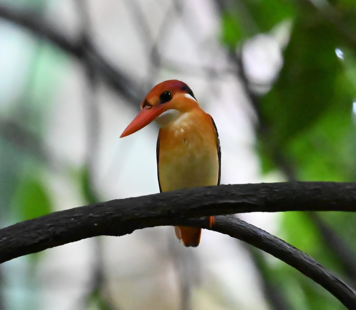 Black-backed Dwarf-Kingfisher - ML625140002