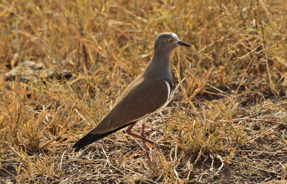 Black-winged Lapwing - ML625140026