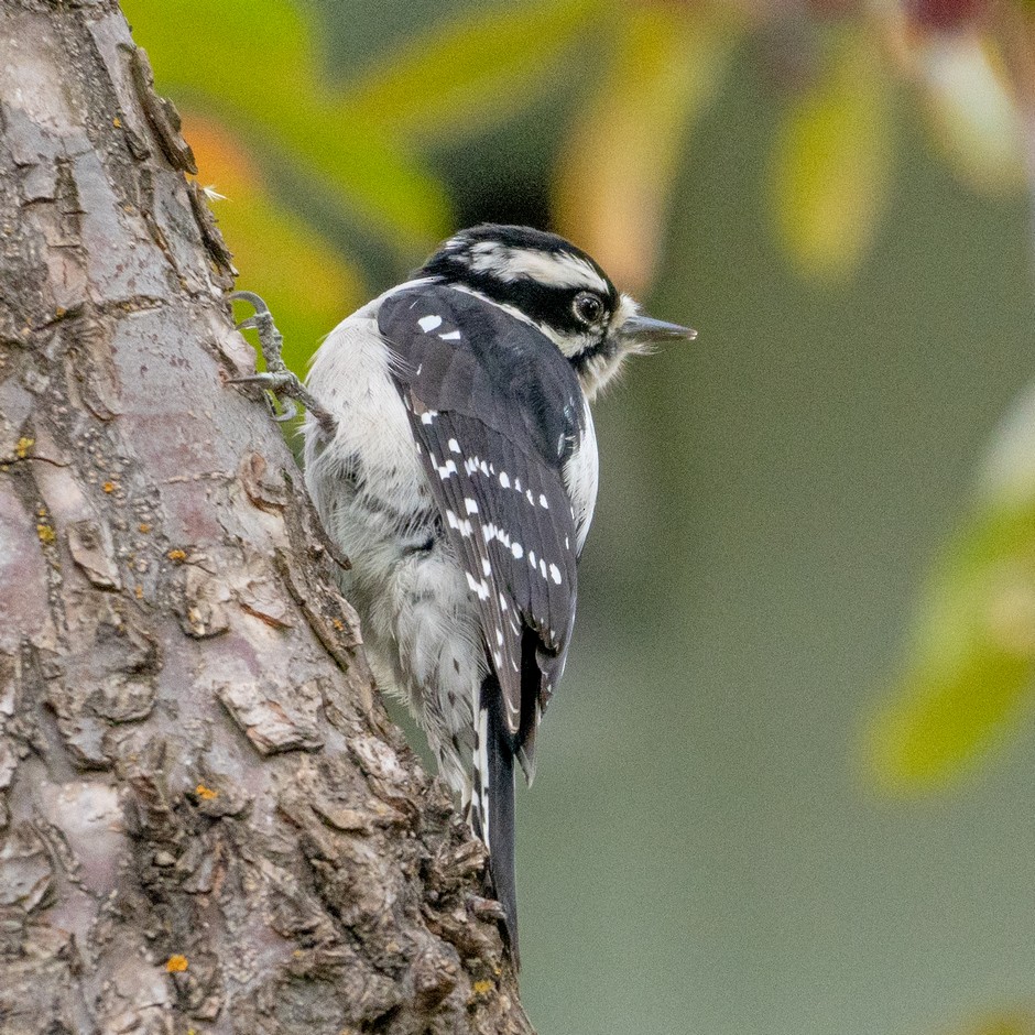 Downy Woodpecker - ML625140117