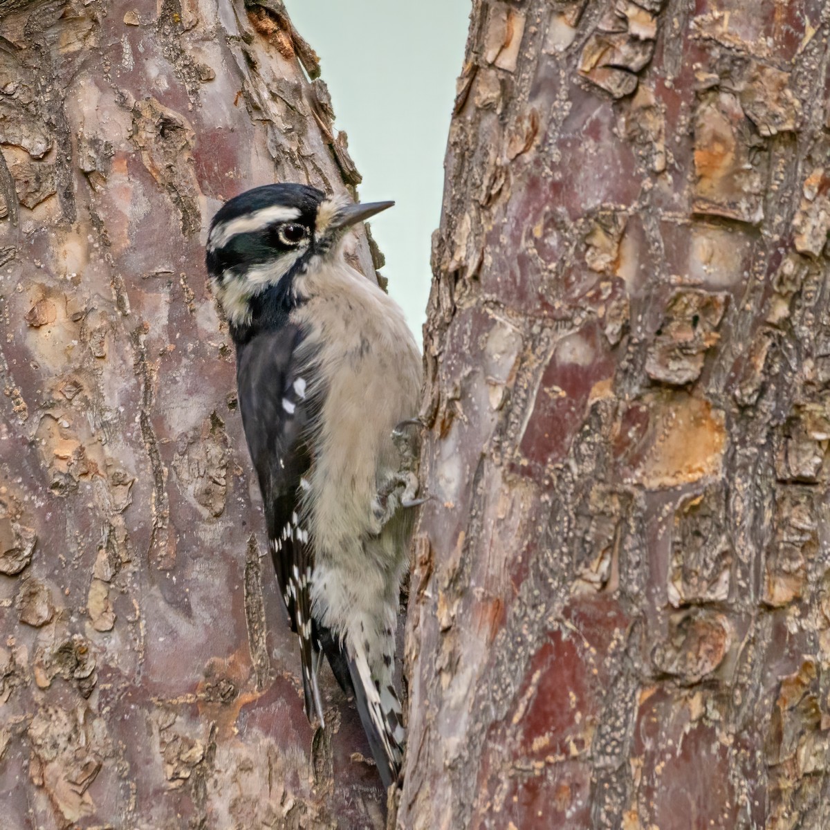 Downy Woodpecker - ML625140118