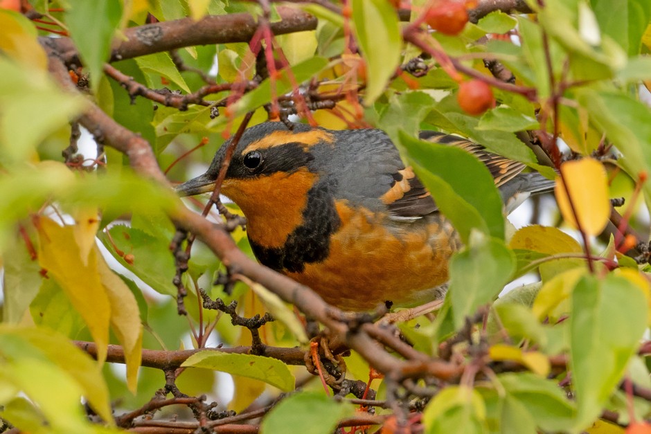 Varied Thrush - ML625140123