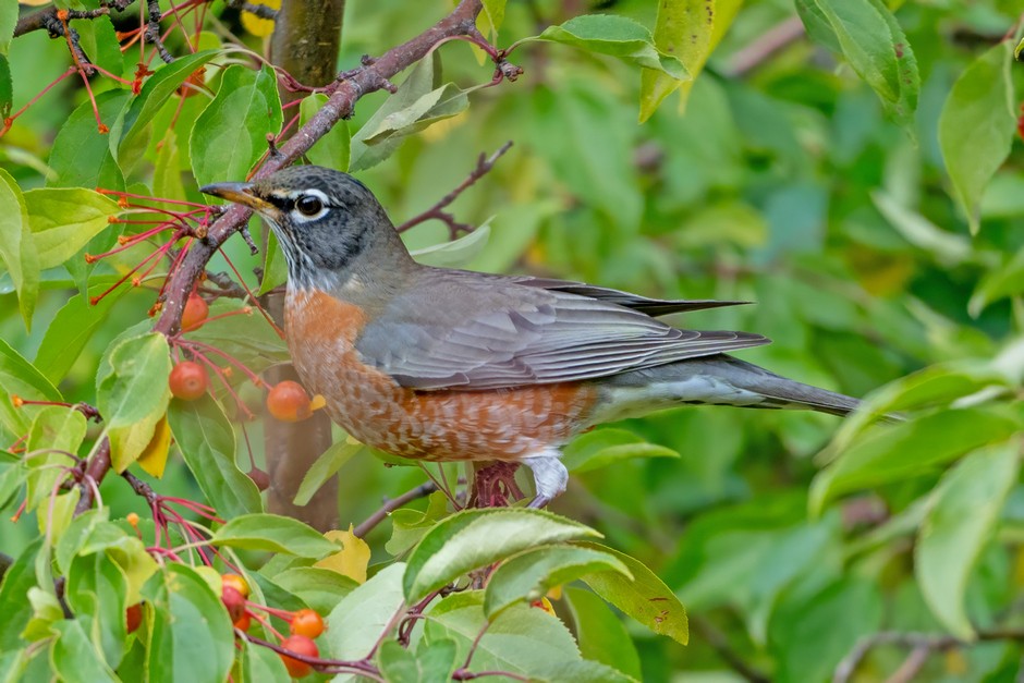 American Robin - ML625140126