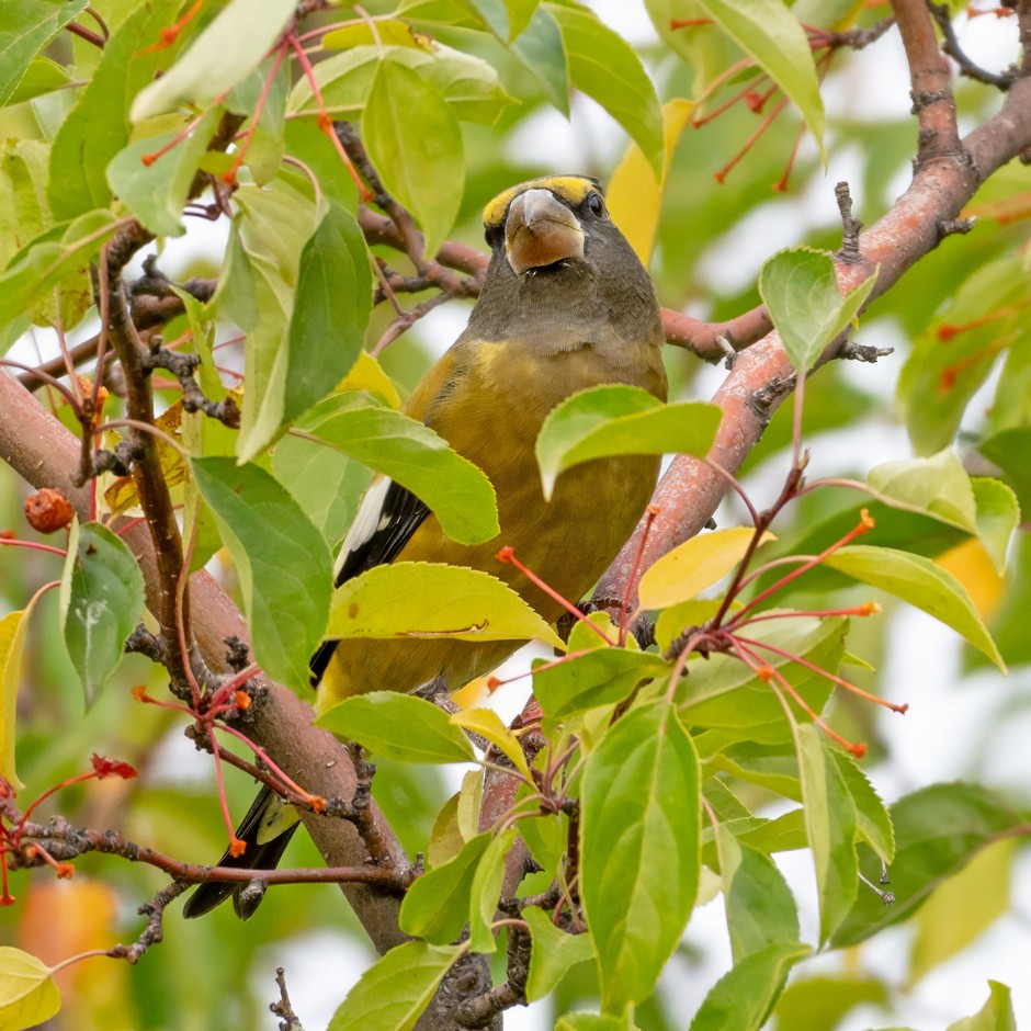 Evening Grosbeak - ML625140137