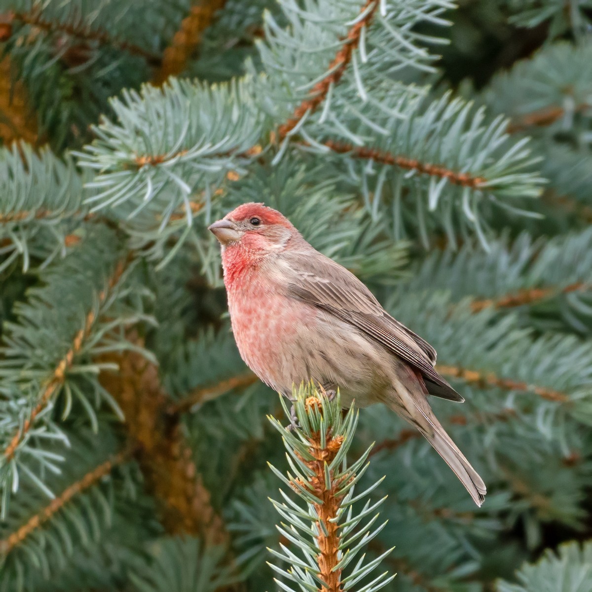House Finch - ML625140143