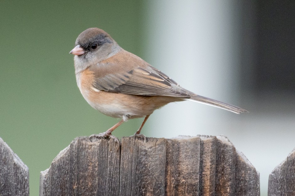 Dark-eyed Junco - ML625140145
