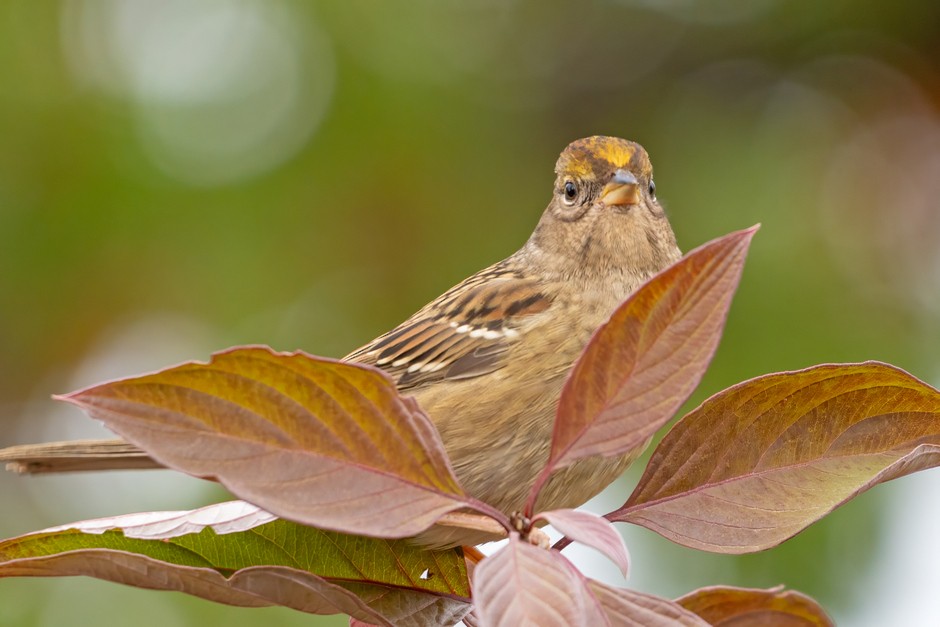 Golden-crowned Sparrow - ML625140147