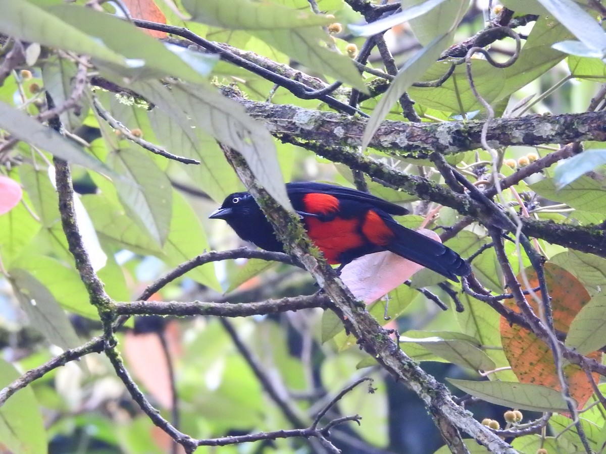 Red-bellied Grackle - ML625140337