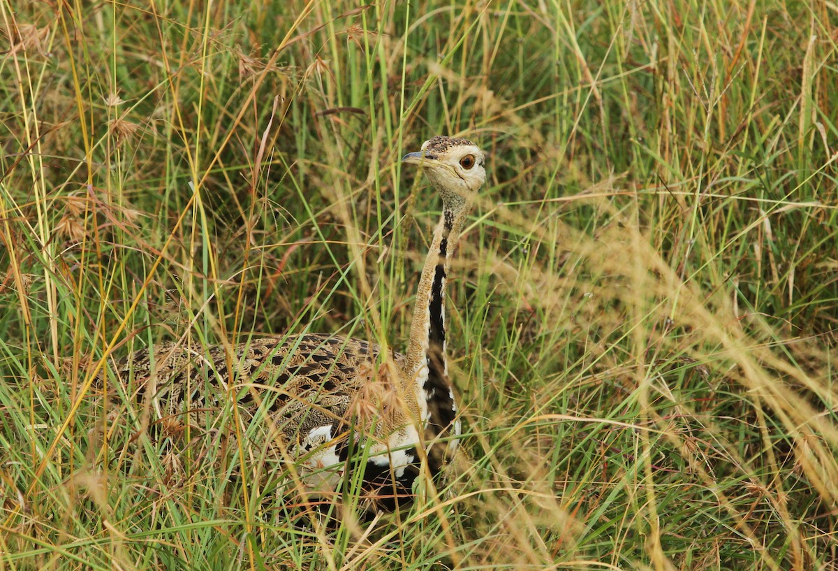 Black-bellied Bustard - ML625140408