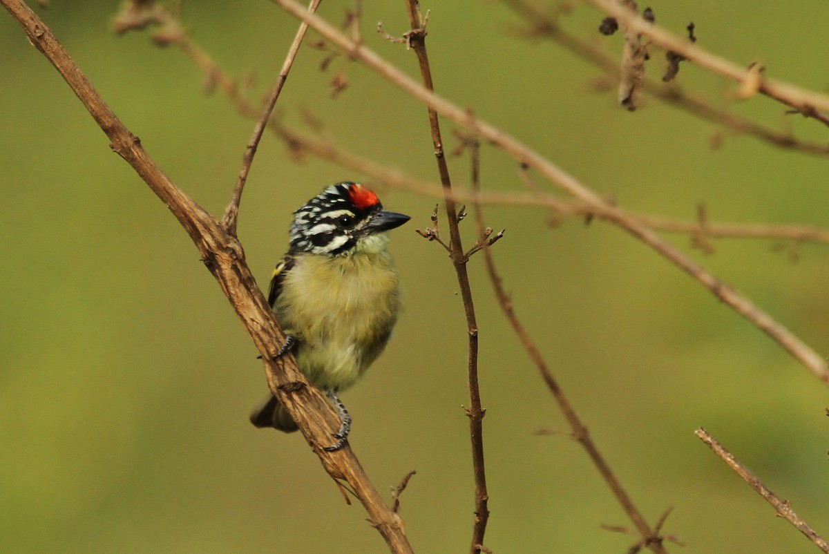 Northern Red-fronted Tinkerbird - ML625140413