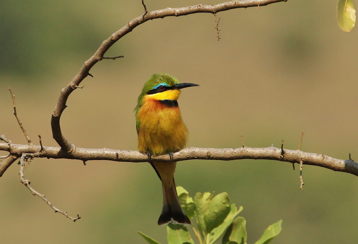 Little Bee-eater - ML625140421