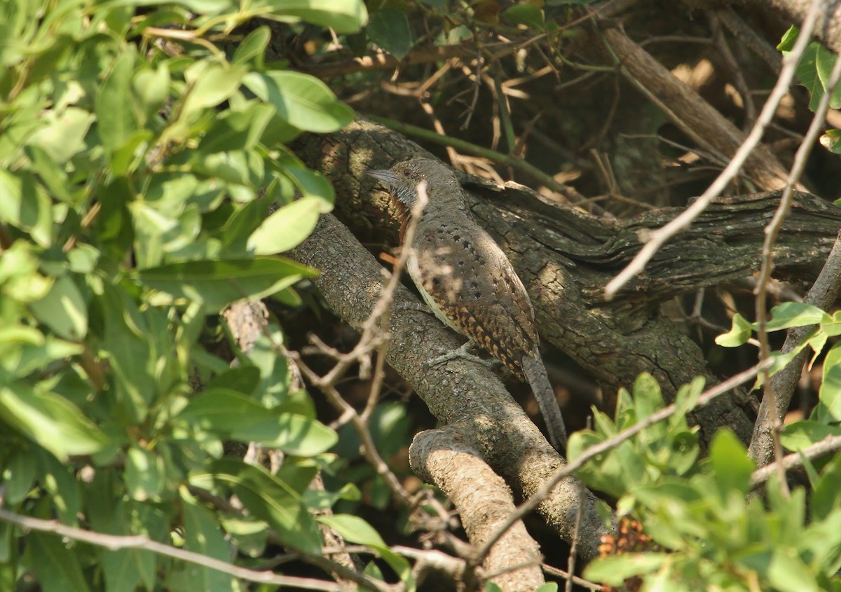 Red-throated Wryneck - ML625140435