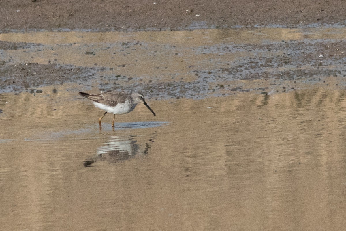 Stilt Sandpiper - ML625140442