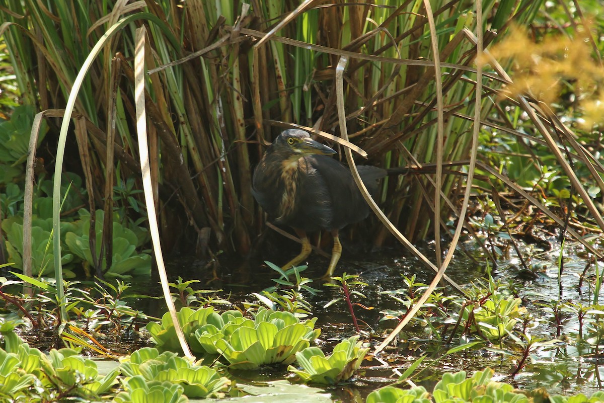 Rufous-bellied Heron - ML625140444