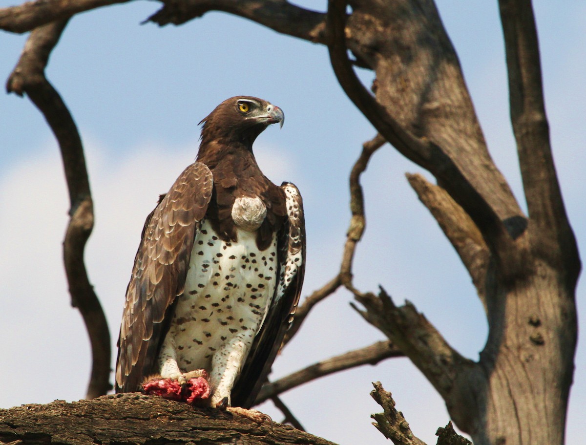 Águila Marcial - ML625140455